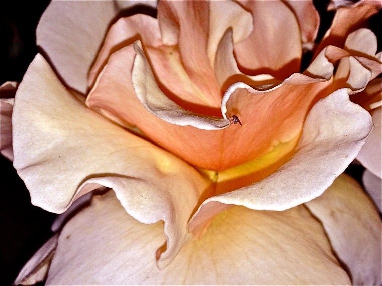 Only in art will the lion lie down with the lamb, and the rose grow without the thorn. Martin Amis ... but isn't it wonderful, my friends, that thorns have roses? Jamie Dedes