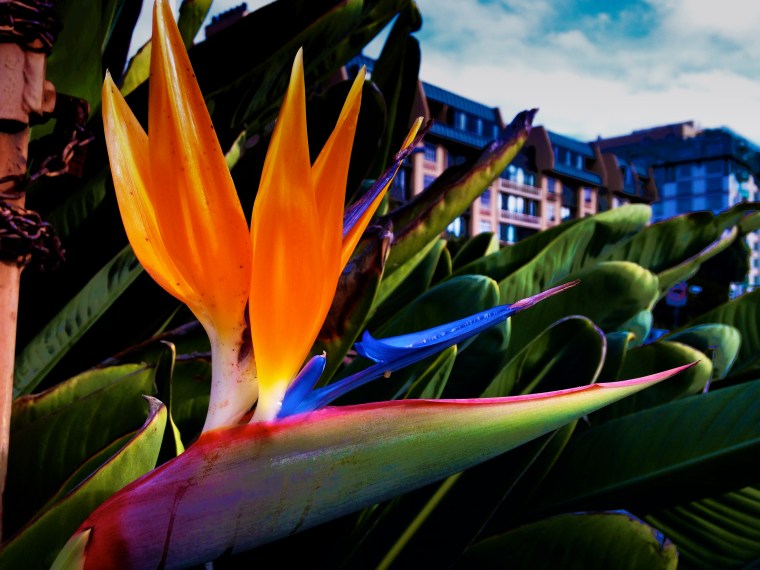 (c) 2015,  Jamie Dedes, All rights reserved