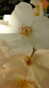 IMG_20140525_104315650