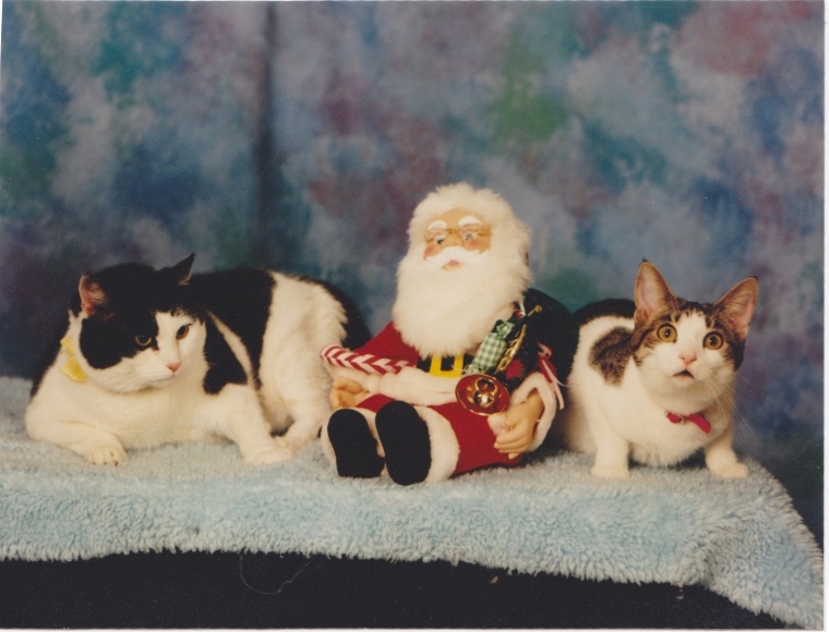 Christmas 1999: Pywacket and Gypsy Rose