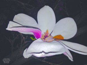 bright flower at night