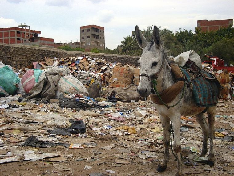 A Donkey at Mokattam Hill in Cairo