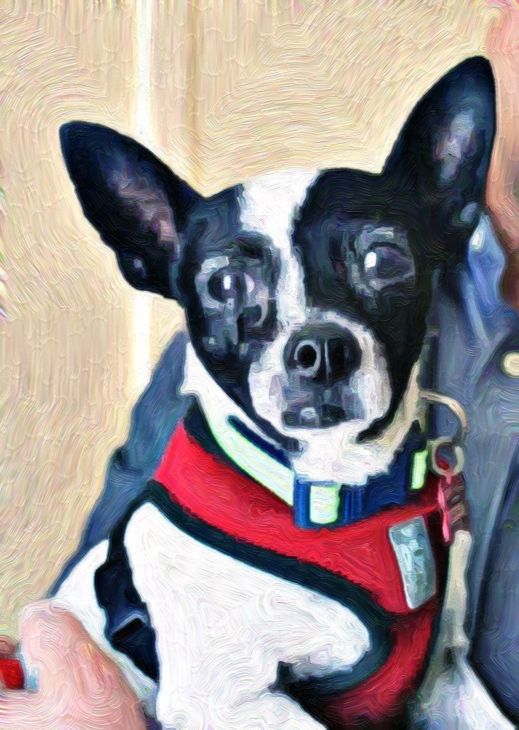 Introducing Baxter Dedes, the newest member of the family and 'The Poet by Day' office manager