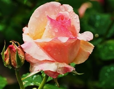 apricot-nectar-may-16-21-opt-2-jpg