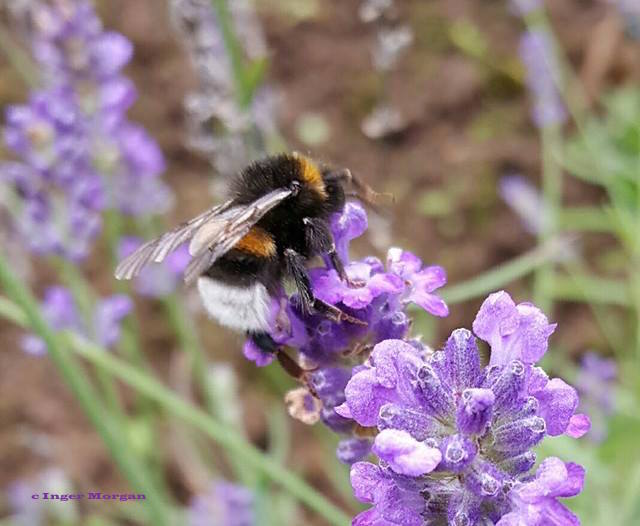 15555014_10209317621391580_574315771_n